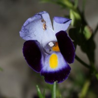 Torenia fournieri Linden ex E.Fourn.